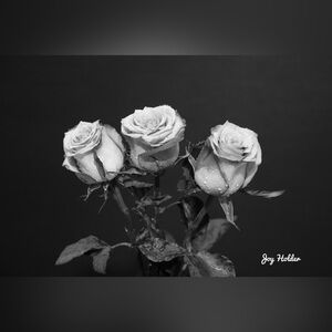 Black & White Three Roses Wall Art Print 8x10